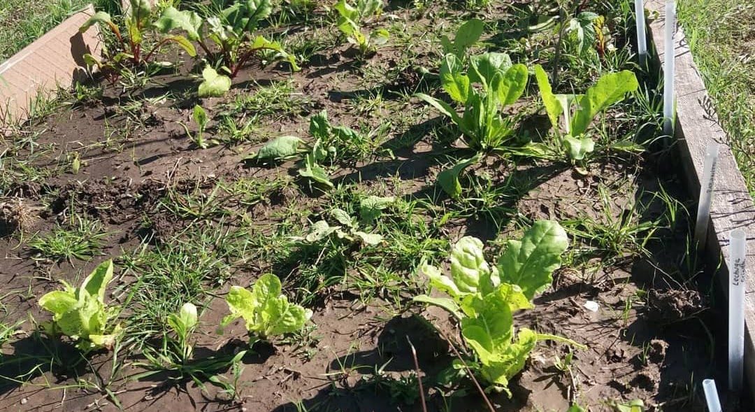 Canteros con acelga y lechuga