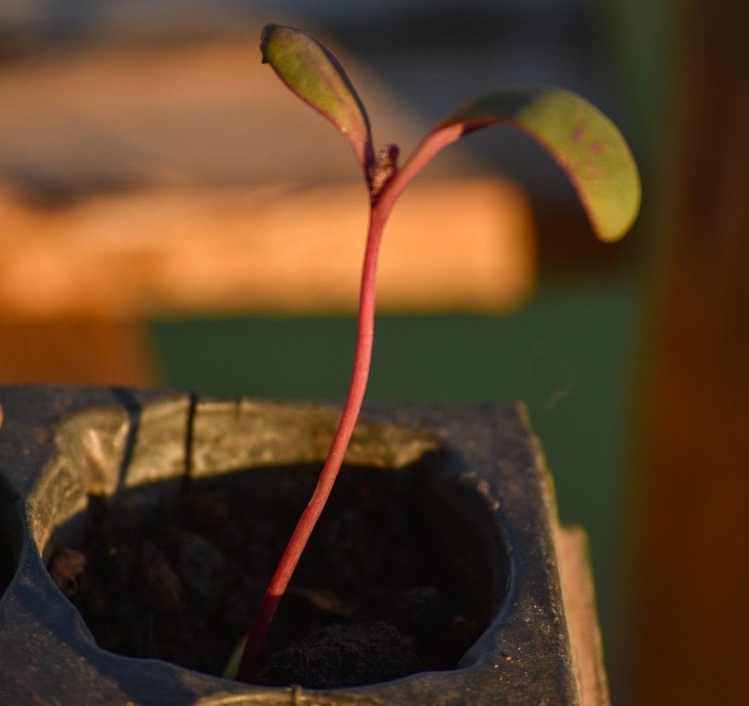 Un plantín de remolacha de tallo rojo en su maceta